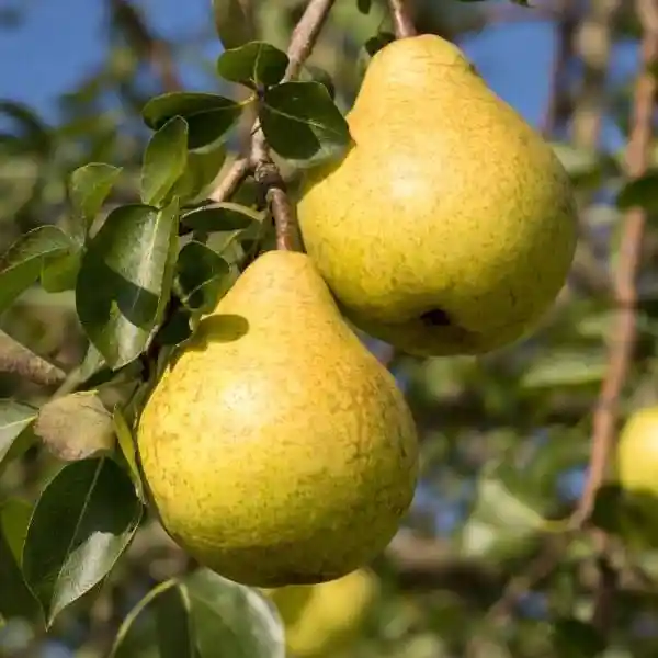 Perenbomen