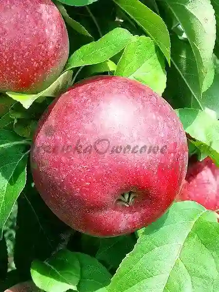 Appelbomen